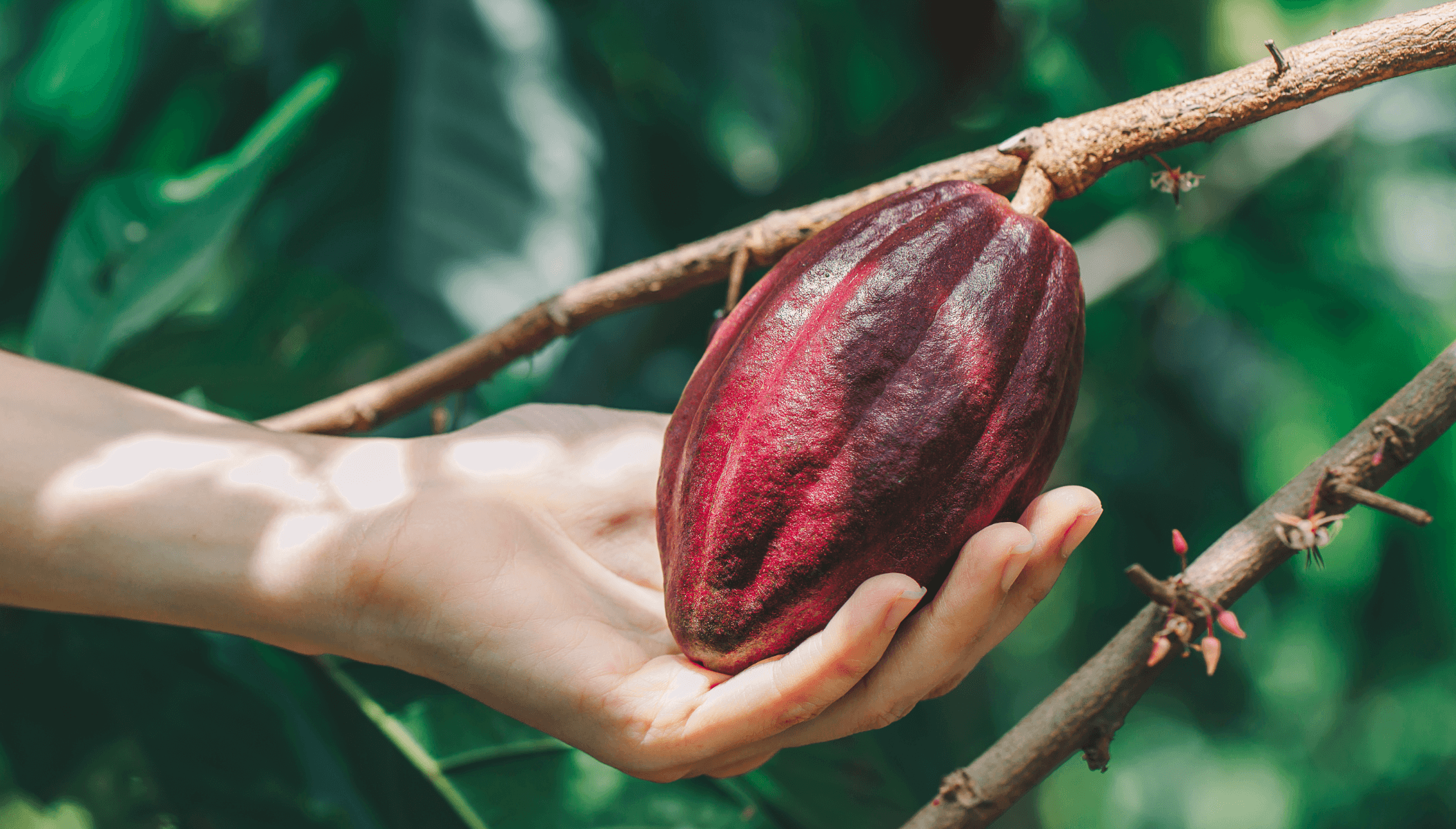 Go Relax – organic instant Cocoa with Chanterelle & Reishi